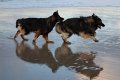 Xerus en Zaza op Vlieland (5)